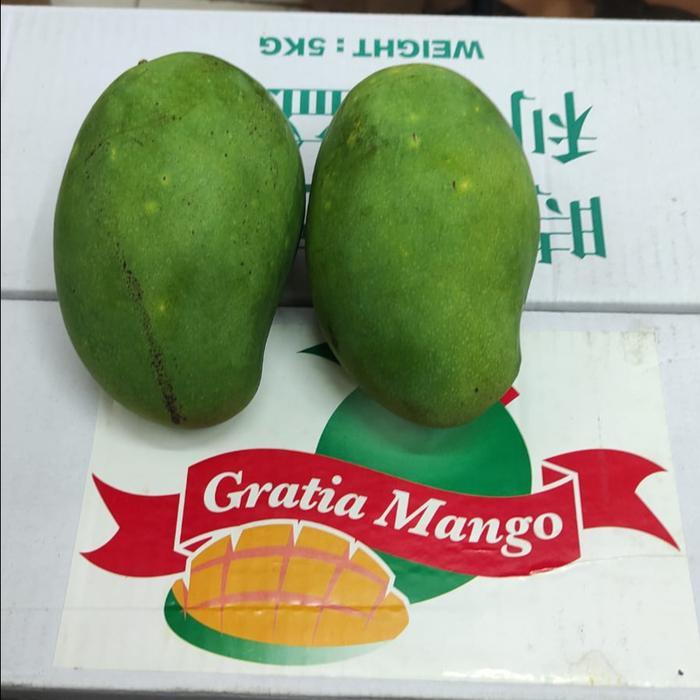 siska mango buah mangga alpukat harum manis matang pohon