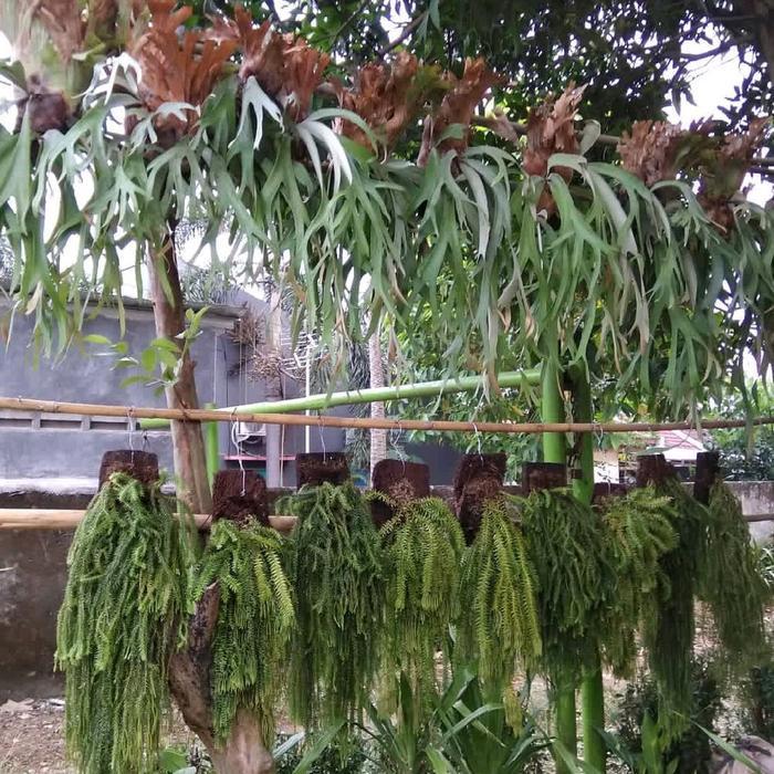 tanaman hias kadaka tanduk rusa jumbo Tumbuhan Alami Gratis Ongkir