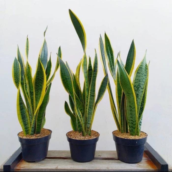 TANAMAN HIAS PAKET 3 LIDAH MERTUA / SANSIVIERA RIMBUN INC POT HITAM