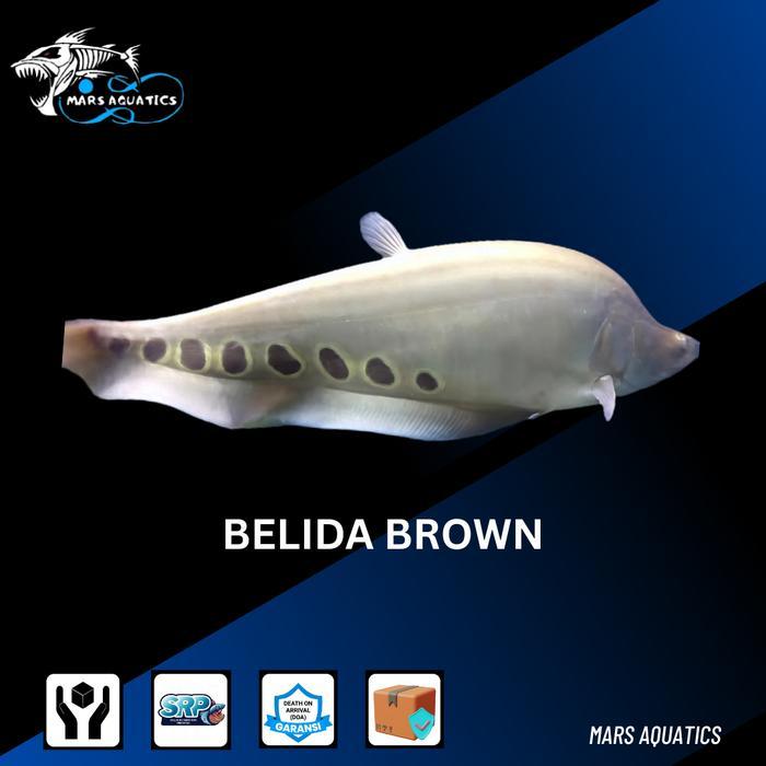 IKAN HIAS BELIDA BROWN JUMBO TANKMATE