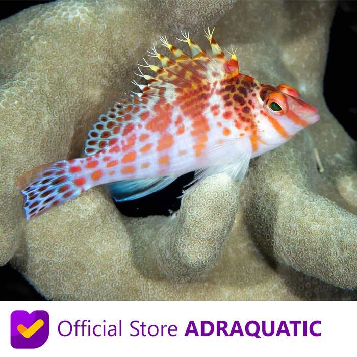 IKAN HIAS AIR LAUT KERAPU LONCAT CIRRHITICHTHYS FALCO HAWKFISH