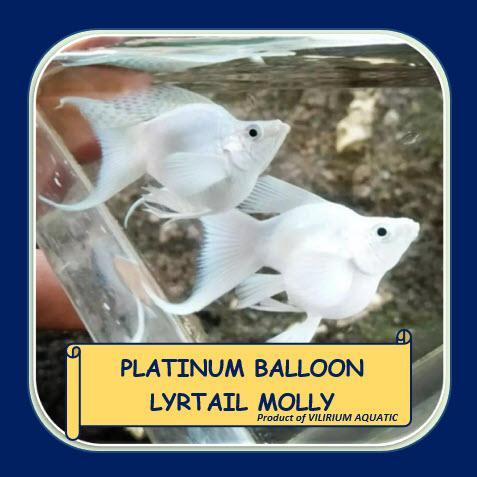 hgycy- Ikan Hias Air Tawar - Molly Platinum Balon Cawang / Lyretail Platinum Balloon Molly
