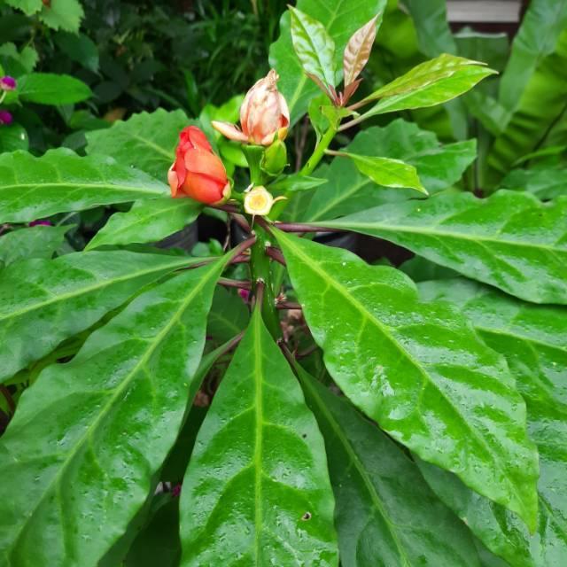 New- Daun Tujuh Jarum / Tujuh Bintang 50 Lembar