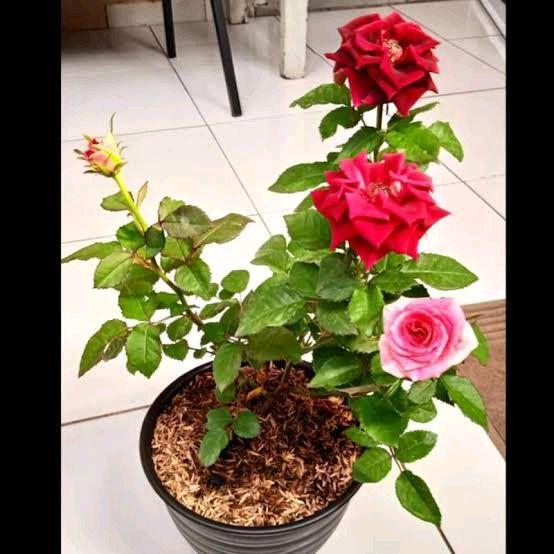 tanaman bunga mawar merah / bunga mawar / tanaman bunga hidup Bunga Tumbuhan