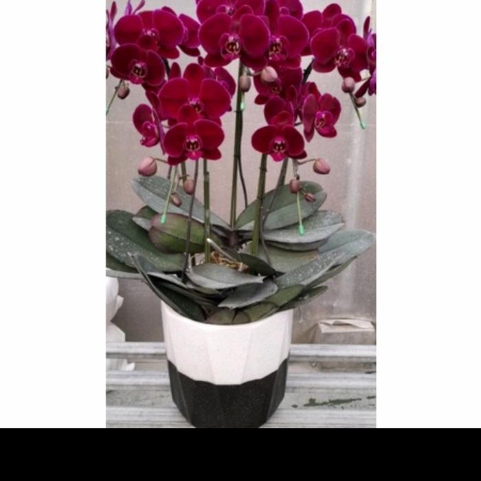 Anggrek Bulan Jumbo Dewasa