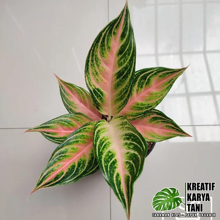 Tanaman hias aglonema pink sunset - Aglonema pink sunset