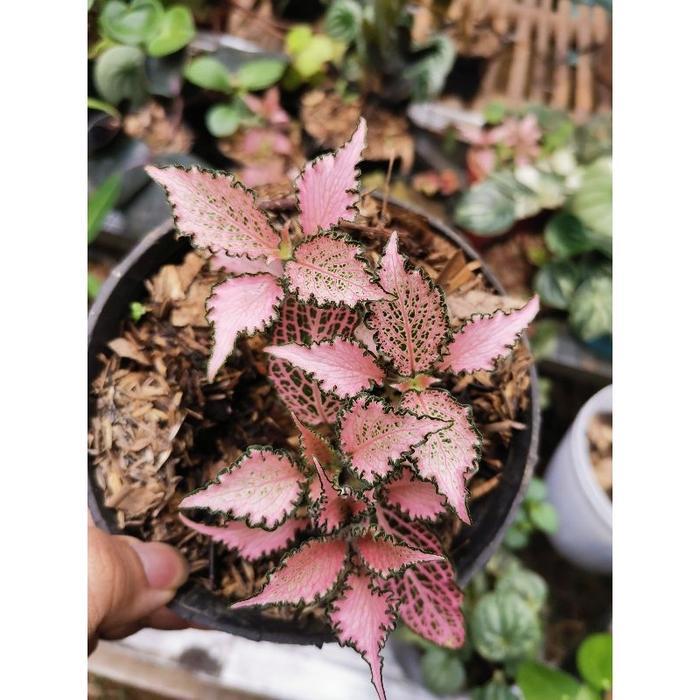 Fittonia Pink Frankie Impor / Fitonia Ping Import / Fittonia Pingky