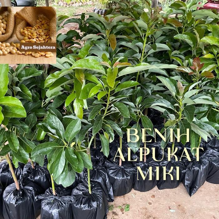 Benih Alpukat Miki super premium ( bbt alpukat miki )