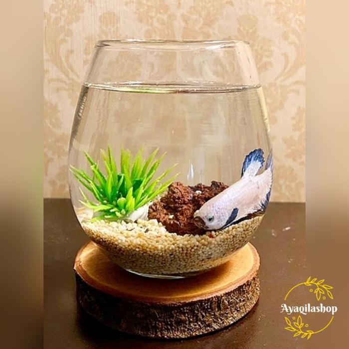 AQUARIUM IKAN MINI AKUARIUM BULAT UNIK ESTETIK CUPANG GUPPY IKAN KECIL