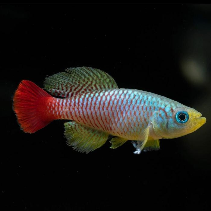 enimel- Killifish Guentheri Red / Guenteri Red Merah