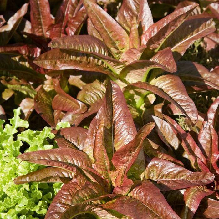 benih/biji/bibit sayur fumak merah