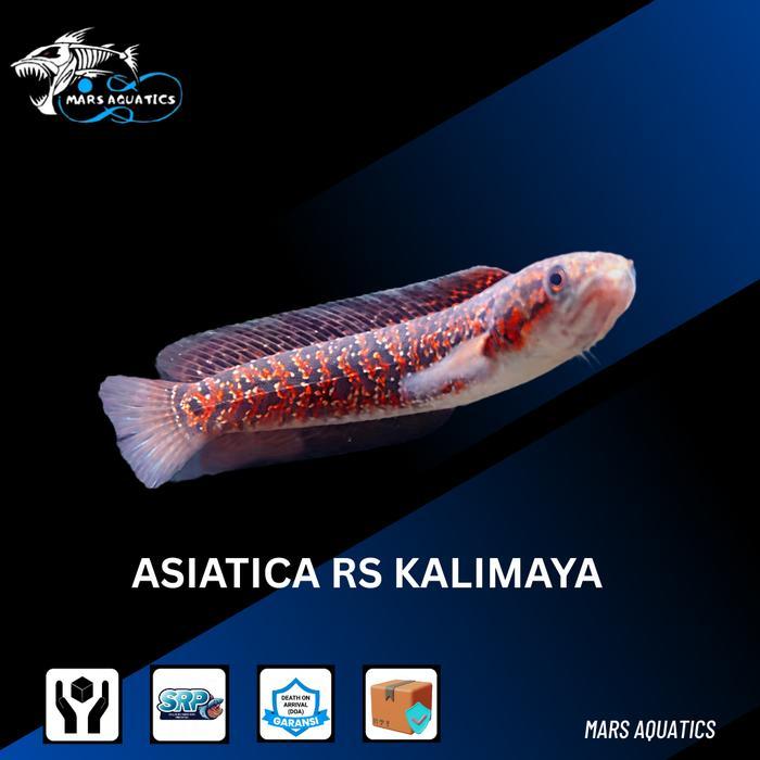IKAN HIAS IKAN CHANNA ASIATICA KALIMAYA RED SPOT RS SNAKEHEAD PREDATOR