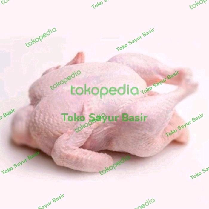 News Ayam Kampung Segar 1 Ekor