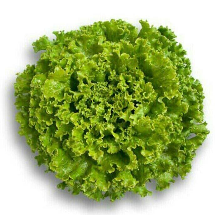 100 Seed - Benih Junction Rz Batavia Lettuce Junction Rijk Zwaan Rpck