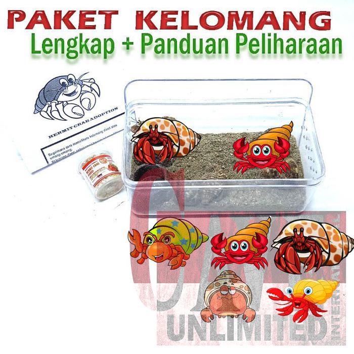 BABYLOLI- Paket Edukasi Mainan Anak Kelomang Keong Kumang Umang Kecil Mini