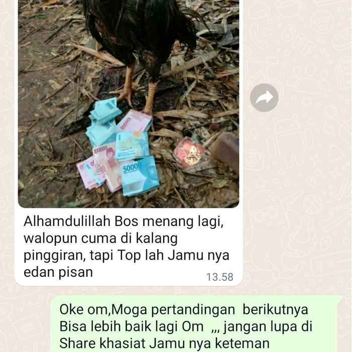 OBAT AYAM ADUAN GANAS ANJING GILA