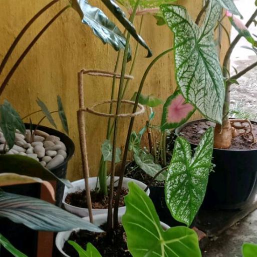 Turus Penyangga Tanaman Keladi