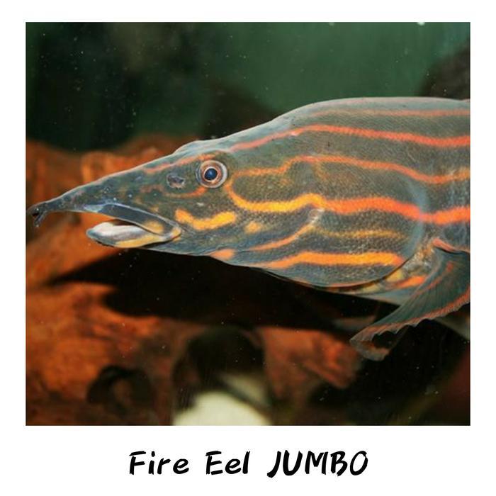 HIASAN AQUARIUM IKAN FIRE EEL MASTACEMBELUS SILI API BIG SIZE JUMBO