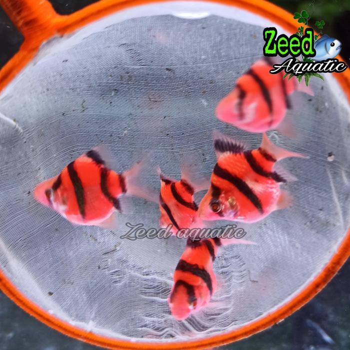 hgycy- Ikan Hias Aquascape Sumatra Red Tiger Balon Glow Fish
