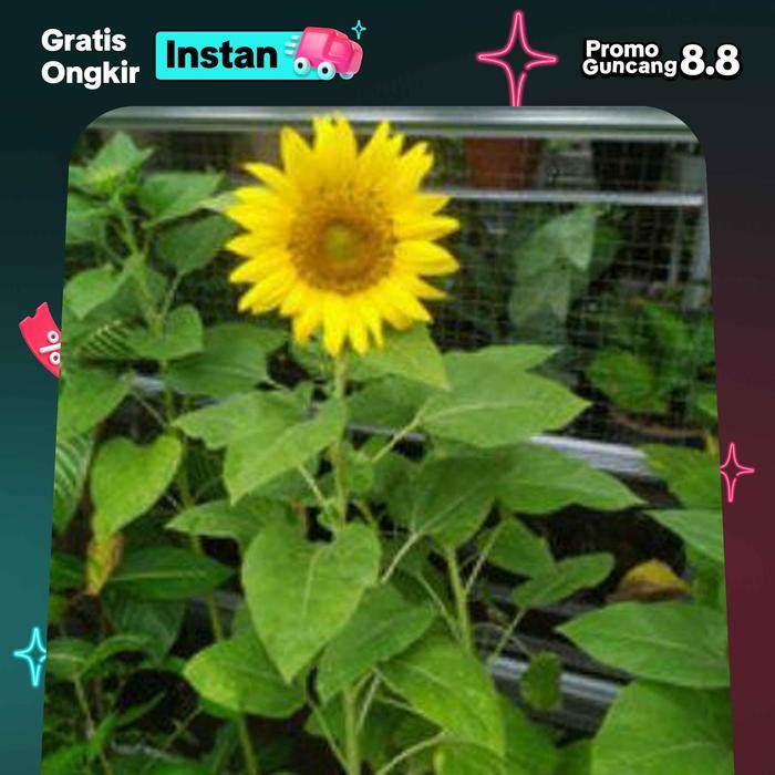 tanaman bunga matahari. tanaman bunga. bunga matahari ukuran besar