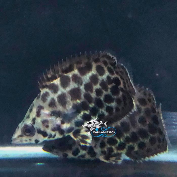 IKAN HIAS IKAN CTENOPOMA ACUTIROSE IKAN DAUN MACAN TUTUL