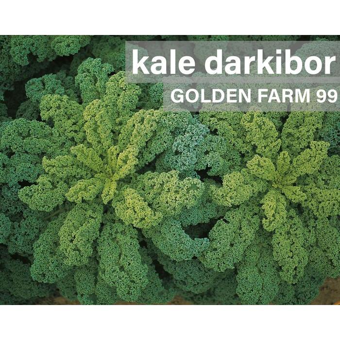 Benih Kale Darkibor Bejo Seed - Import