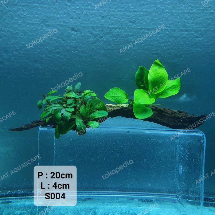 Hardscape Kayu Rentek Anubias Buce 2 Drifwood Aquascape Chana
