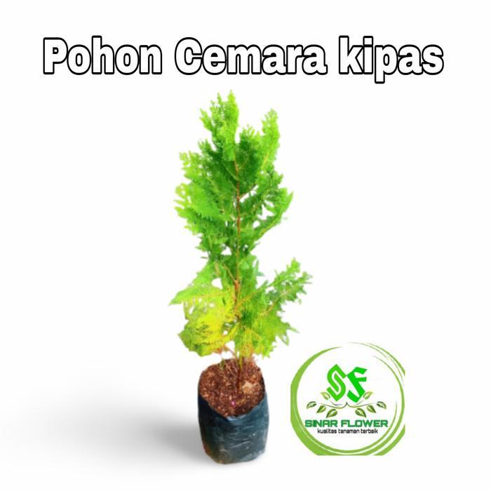 cemara kipas/tanaman hias/pohon cemara kipas/pohon cemara