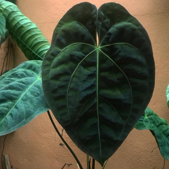 anthurium dressleri
