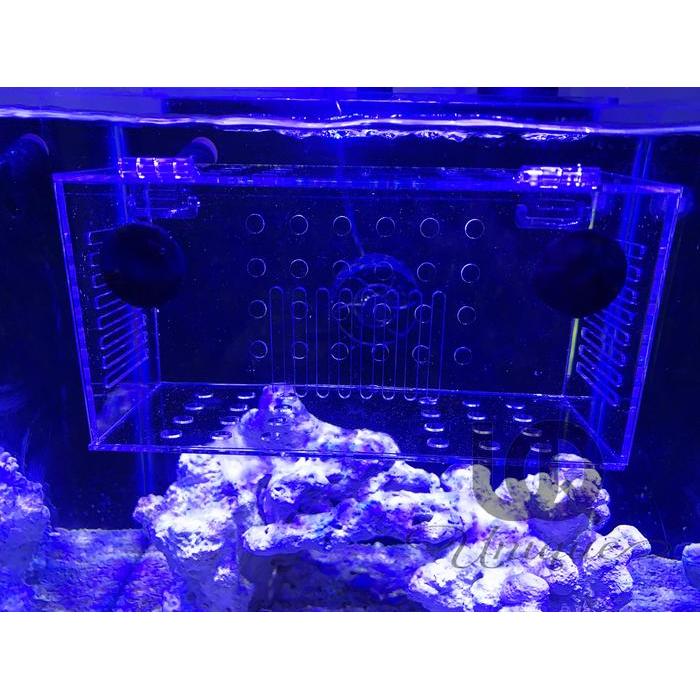 Acrylic Box Aklimasi Ikan Laut - Tempat Karantina Ikan Tawar Akrilik