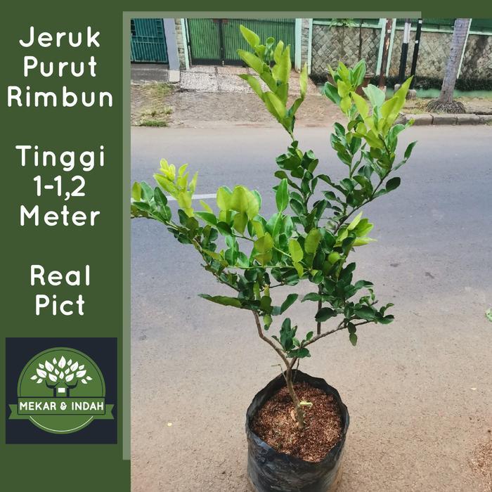 pohon jeruk purut besar, tanaman jeruk purut rimbun