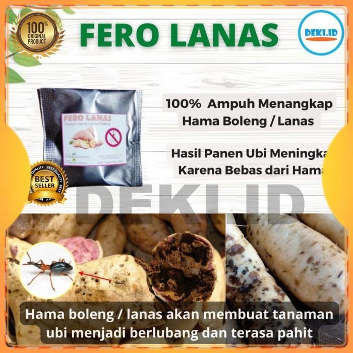 Fero Lanas Feromon Pengendali Hama Boleng Tanaman Ubi Jalar FeroLanas