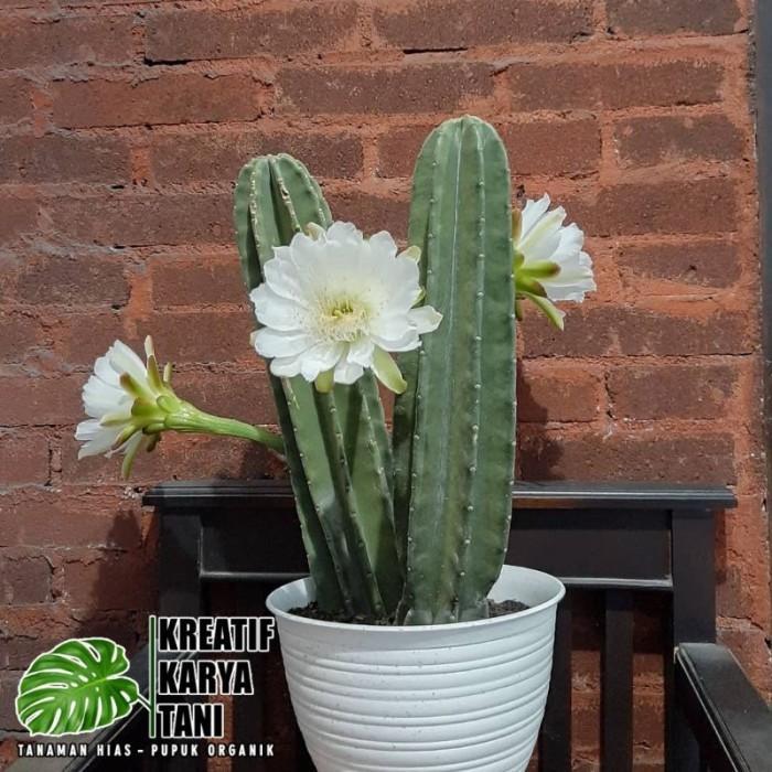Tanaman Kaktus Koboi Tanpa Duri Siap Berbunga - Kaktus Bunga