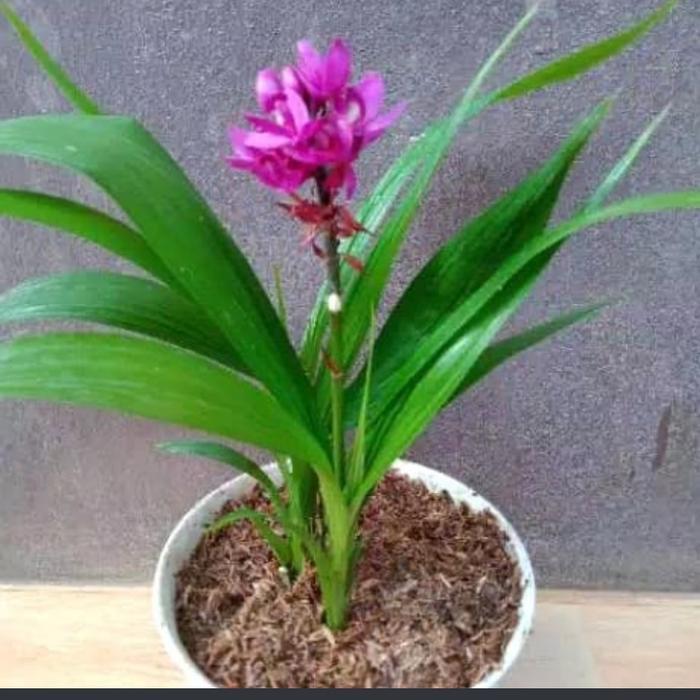 tanaman hias anggrek tanah // pohon anggrek tanah