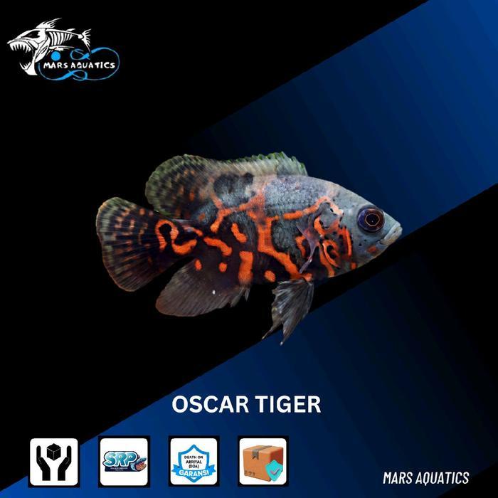 IKAN HIAS IKAN OSCAR BABY GOODMARKING