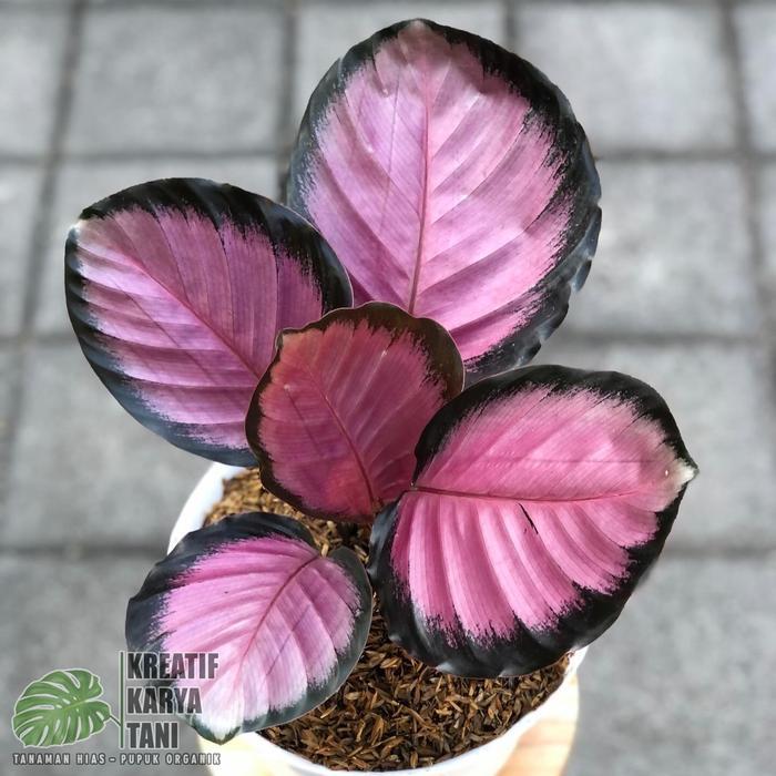 Tanaman Hias Calathea Crimson - Calatea Crimson Roseopicta