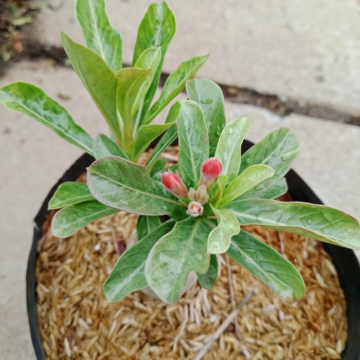 SALE kamboja adenium tumpuk grafting Termurah