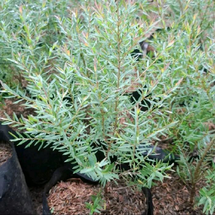 tanaman kayu putih mini (eucalyptus micro)-pohon minyak kayu putih