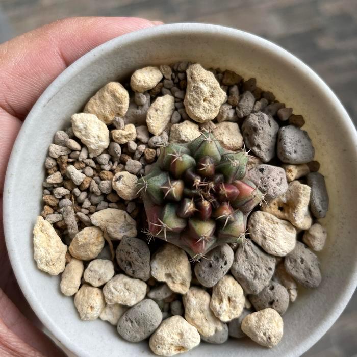 Kaktus Gymno no id