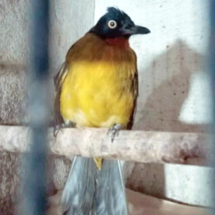 hgycy- Burung Kutilang Emas Pilihan