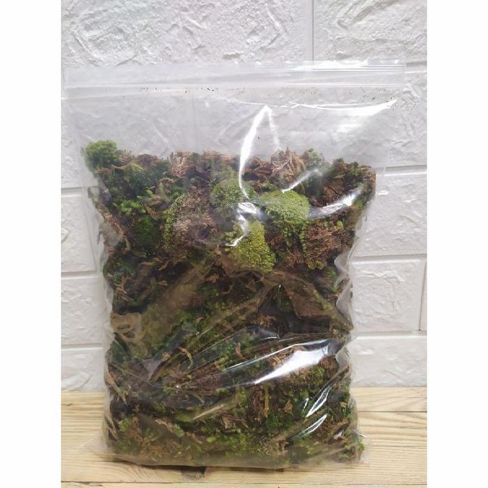 ID LUMUT HIDUP MOSS PINUS 500 GRAM