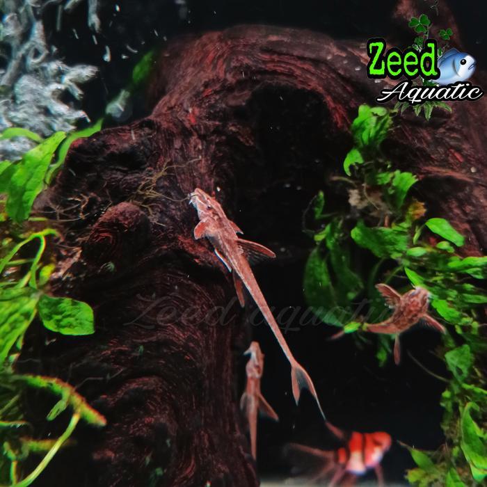 ikan hias air tawar Red lizard sapu sapu helicopter hiasan aquarium aquascape paludarium biotope