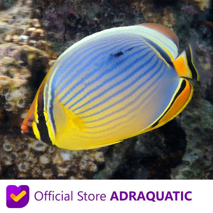 IKAN HIAS AIR LAUT KEPE ROTI MELON BUTTERFLYFISH CHAETODON