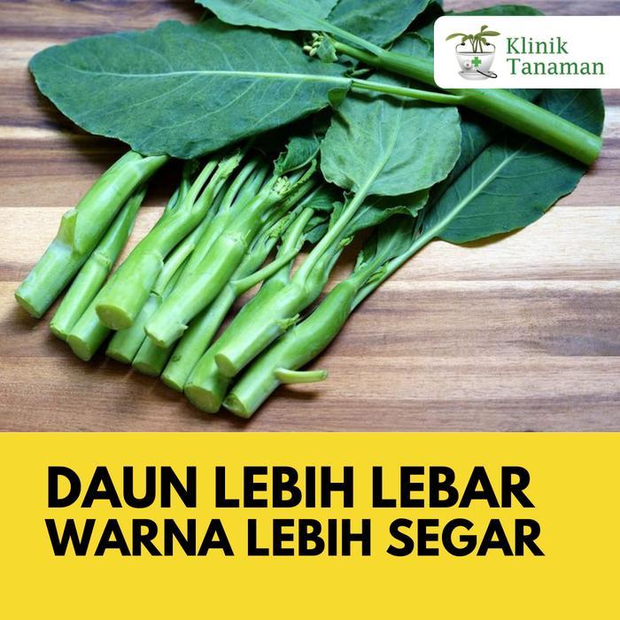 ID BENIH KAILAN CHINESE KALE WINSA SHARP LEAF 20GR (5.650 BIJI) BIBIT KAILAN WINSA BENIH KAILAN TA
