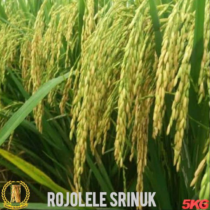 BENIH BIBIT PADI ROJOLELE SRINUK UNGGUL KUALITAS SEPER KEMASAN (5KG) Kuning