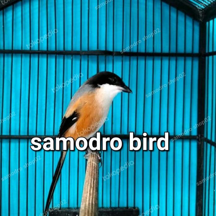 ORIGINAL burung pentet ra blangkon READY STOCK