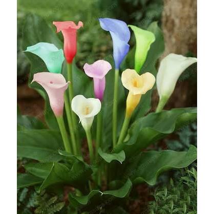 Benih Bunga Calla Lily Warna Warni