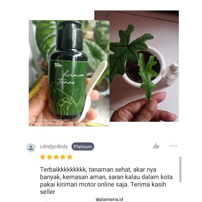 Hormon Tunas Tanaman Penumbuh Tunas Aglonema