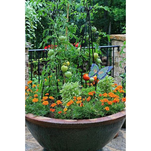 bibit sayuran benih paket lengkap 30 hari panen terdiri dari 25 macam jenis benih tanaman cocok