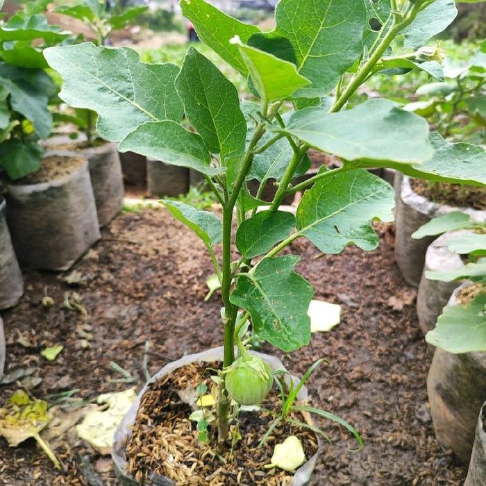 Pohon Terong Hijau Bulat - Bibit Pohon Terong Bulat Hijau